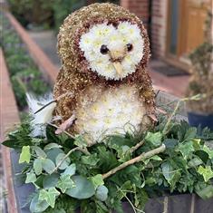 3D owl
