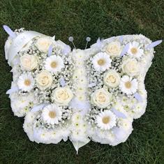All white Butterfly