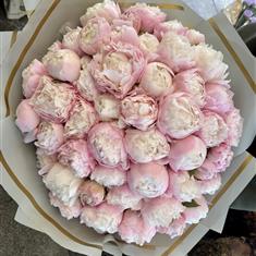 Peony Wow Factor  50 stems of beauty 