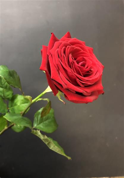 Single red rose discount